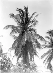 Palme, 1925
